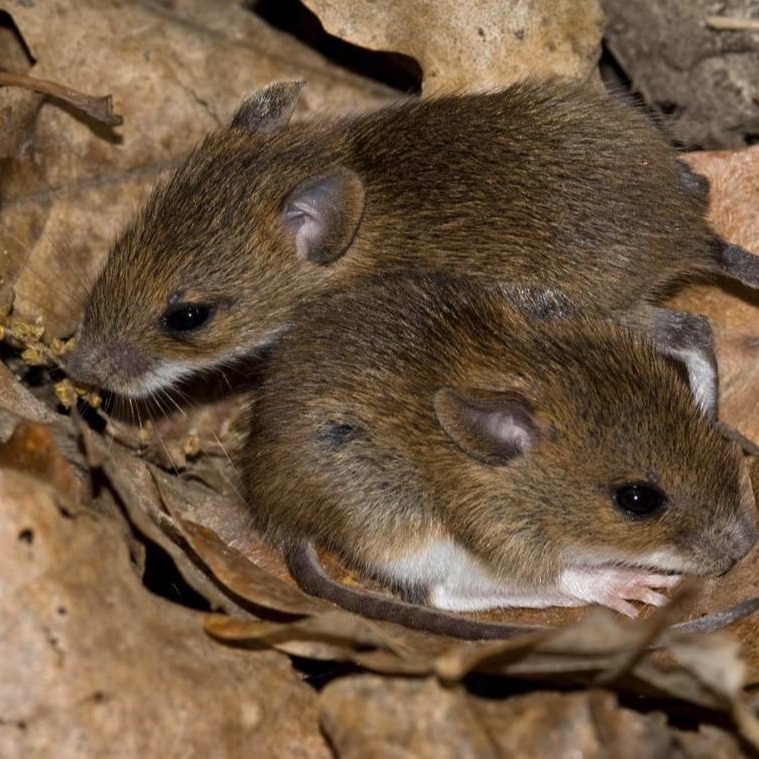 Уничтожения мышей в частном доме в Орехово-Зуево?