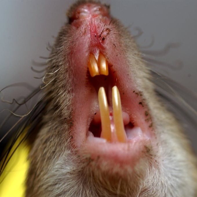 Дератизация крыс в Орехово-Зуево?